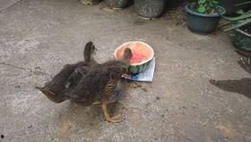 一起吃瓜鸭,揭秘娱乐圈那些不为人知的幕后故事